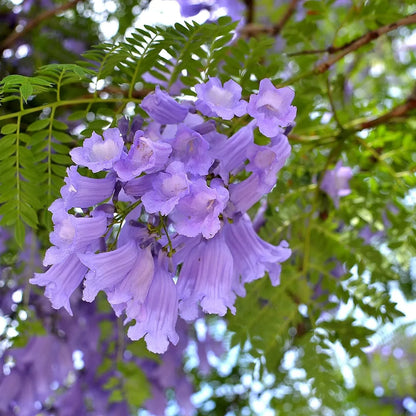 Jacaranda Mimosifolia Flower Seeds for Planting – Beautiful Bloom Tree, Easy Grow Ornamental Plant for Garden & Patio