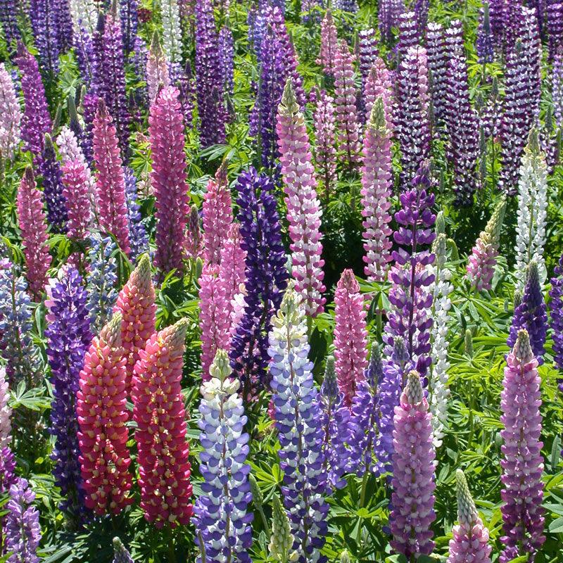 Lupine (russell) Seed Pack