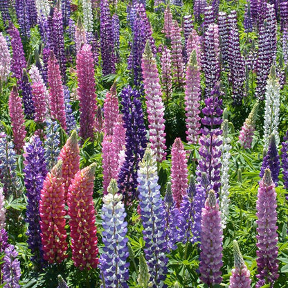 Lupine (russell) Seed Pack