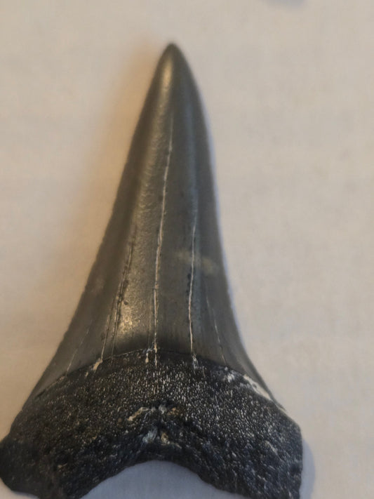 Mako tooth