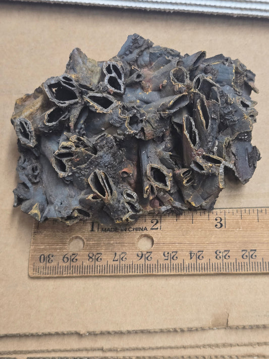 Manganese casts after anhydrite