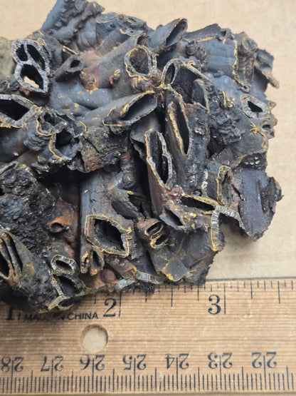Manganese casts after anhydrite
