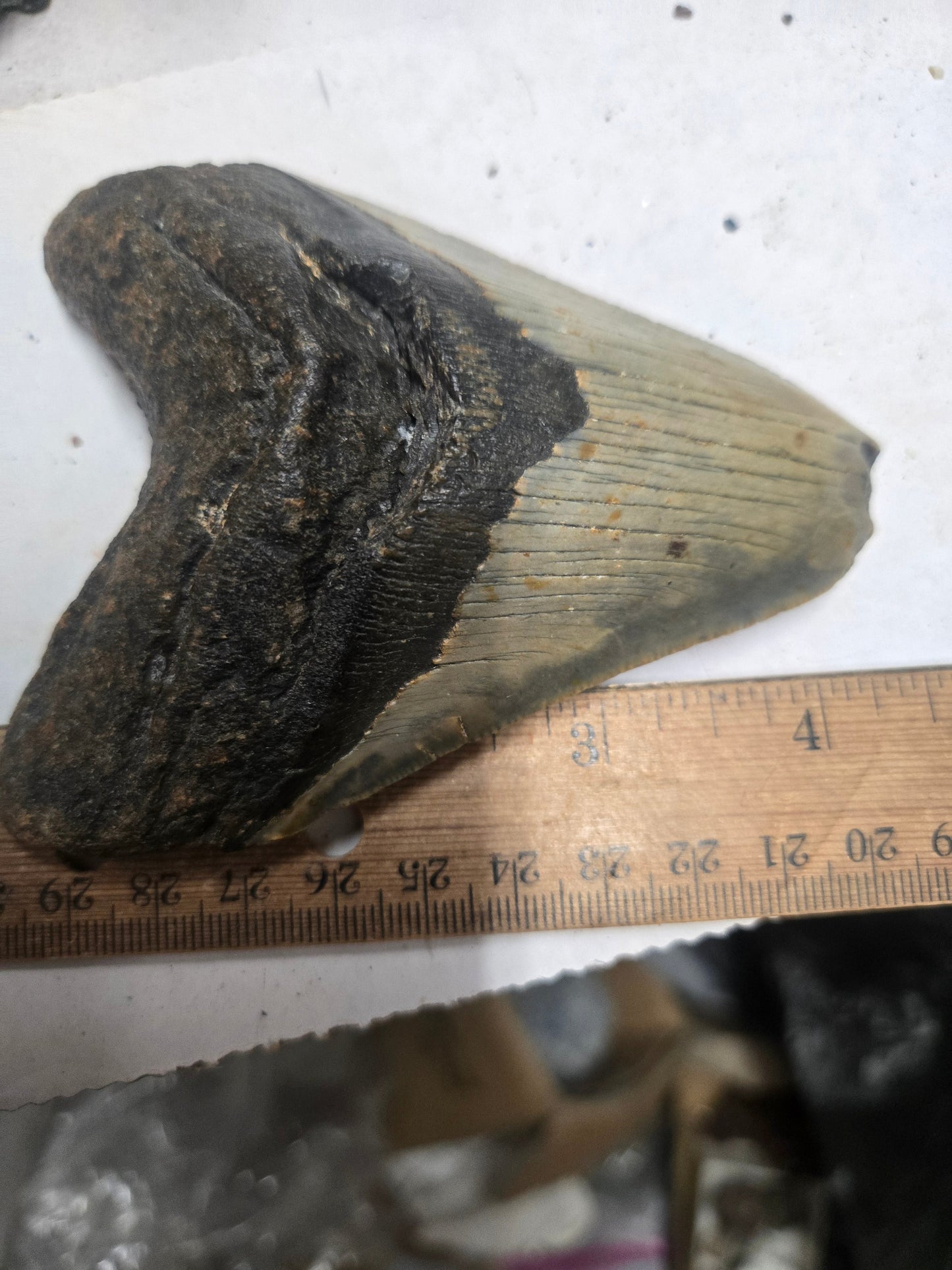 Megalodon Tooth – 5" Natural Fossil Specimen