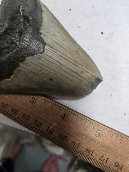 Megalodon Tooth – 5" Natural Fossil Specimen