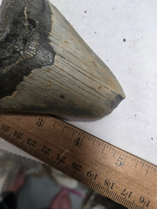 Megalodon Tooth – 5" Natural Fossil Specimen