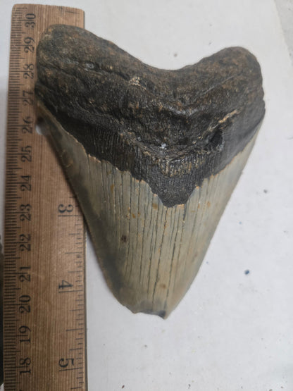 Megalodon Tooth – 5" Natural Fossil Specimen