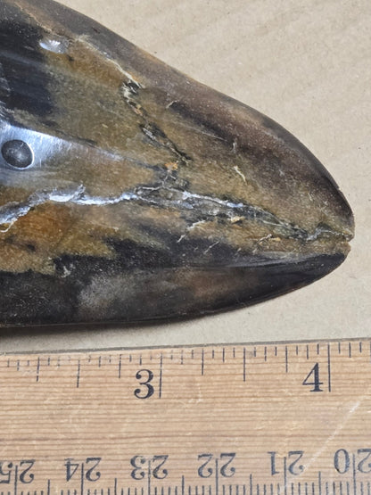 Megalodon Tooth – 4" Polished Fossil Specimen