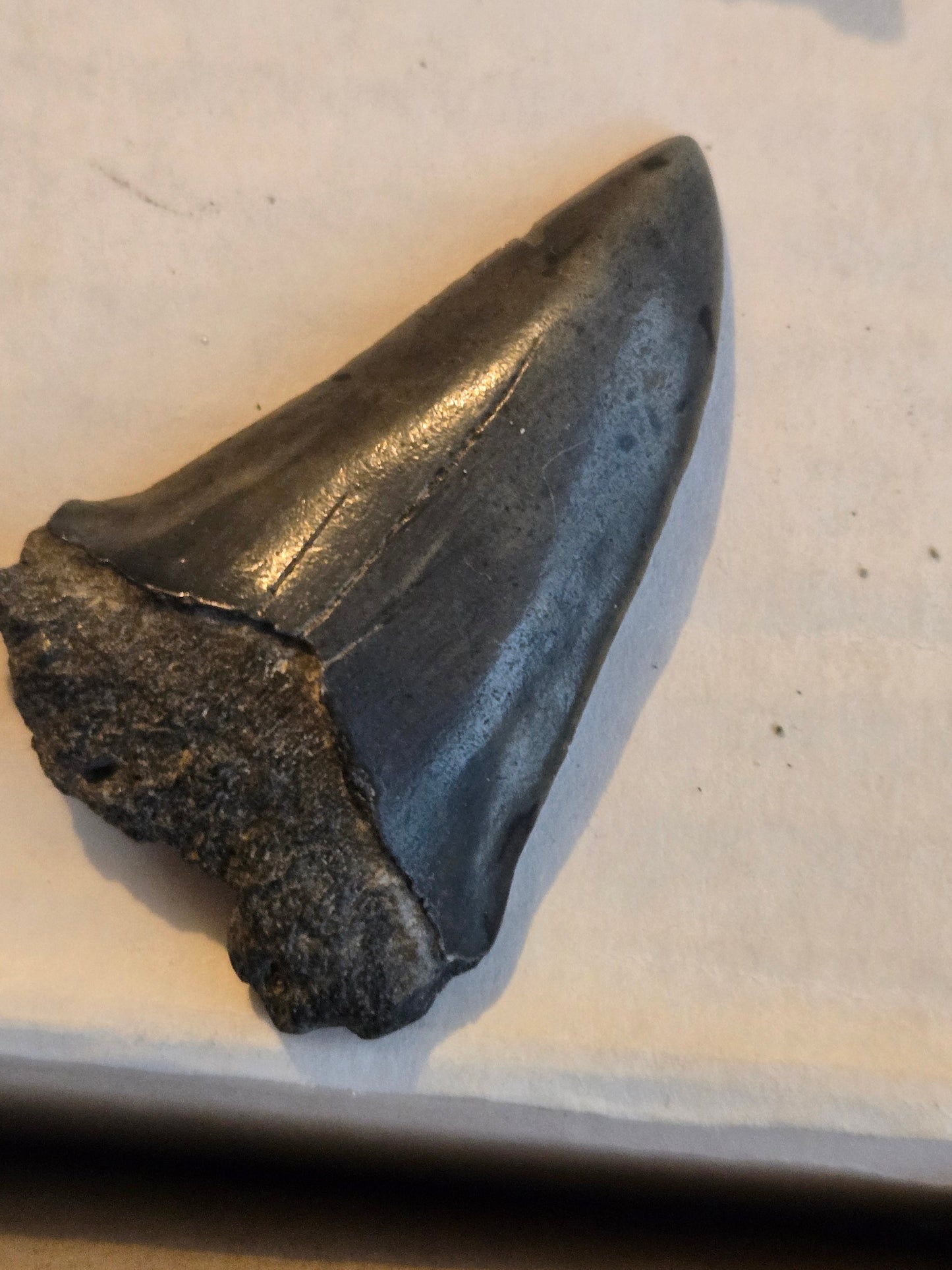 Megalodon tooth