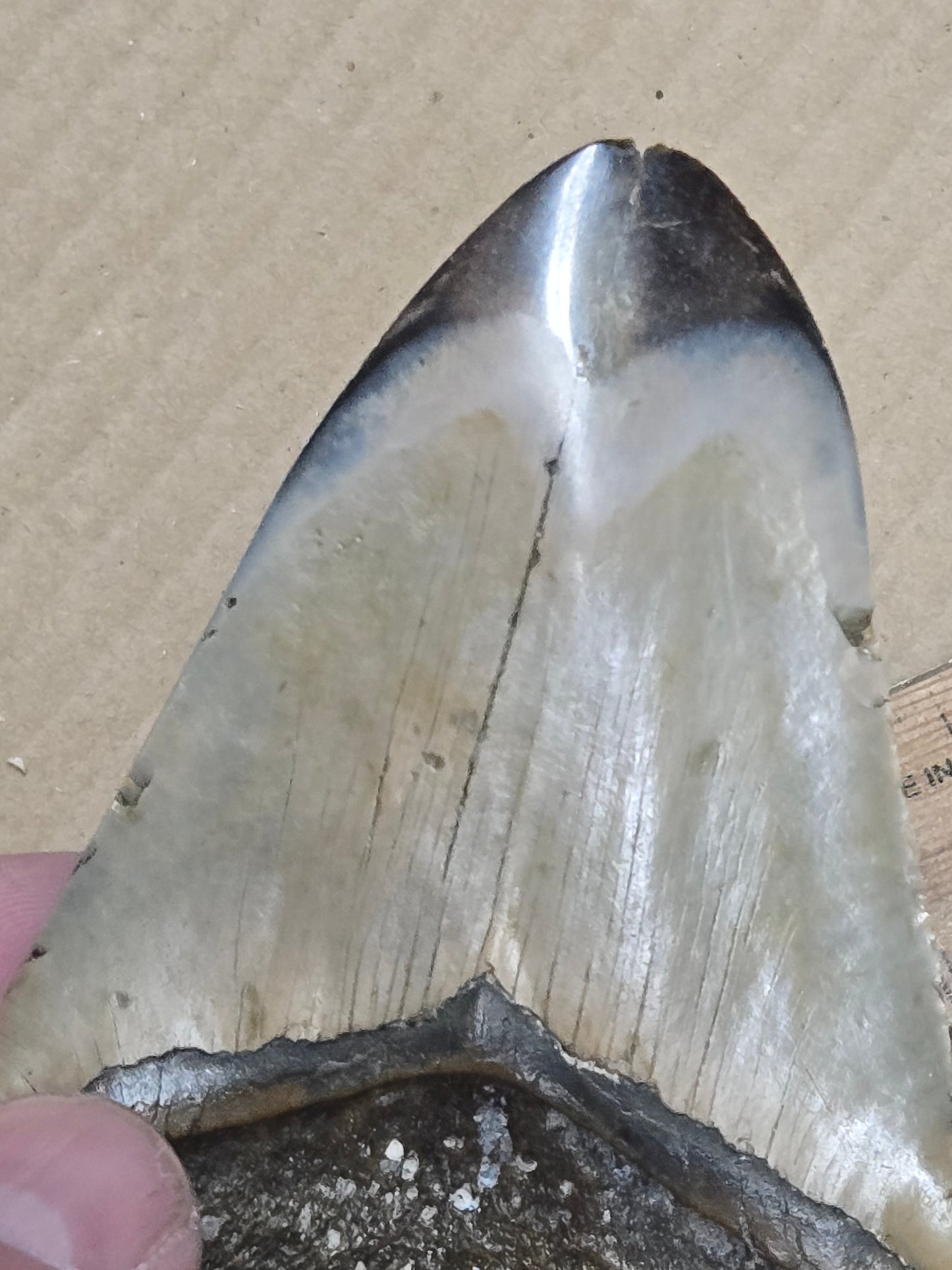 Megalodon Tooth – 4" Polished Fossil Specimen