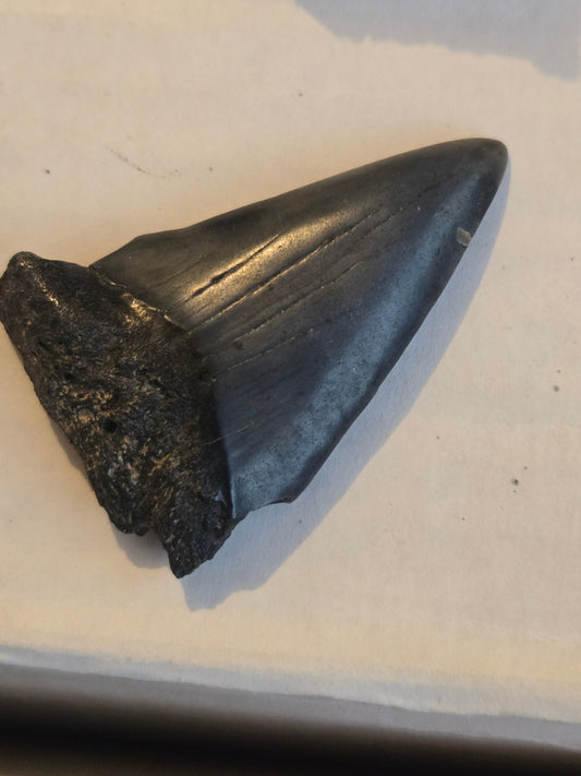 Megalodon tooth