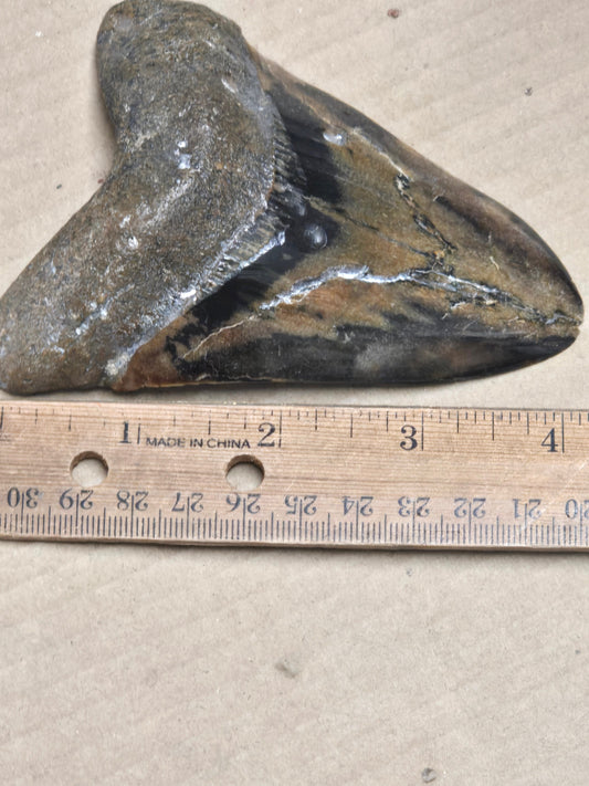 Megalodon Tooth – 4" Polished Fossil Specimen