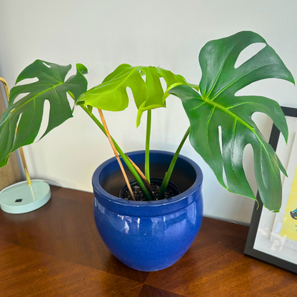 Monstera deliciosa (Swiss Cheese Plant)