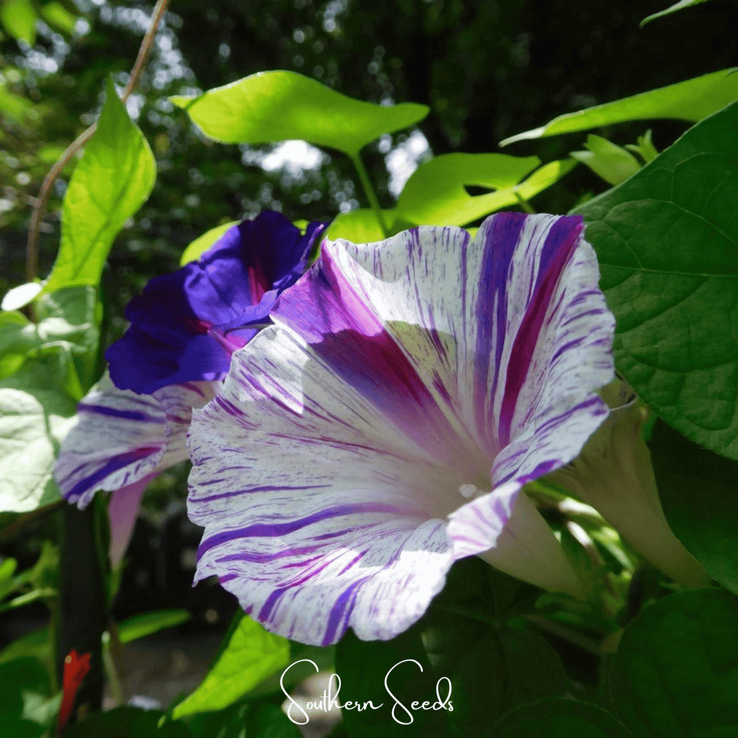 Harlequin Mix Morning Glory – 25 Seeds