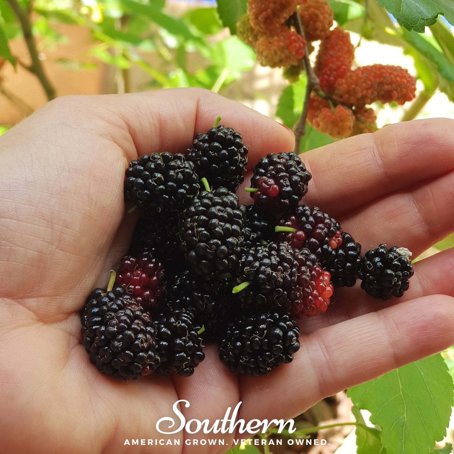 Black Mulberry – 50 Seeds