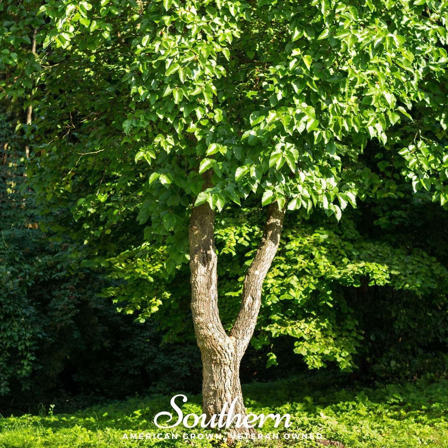 Black Mulberry – 50 Seeds
