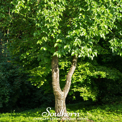 Black Mulberry – 50 Seeds