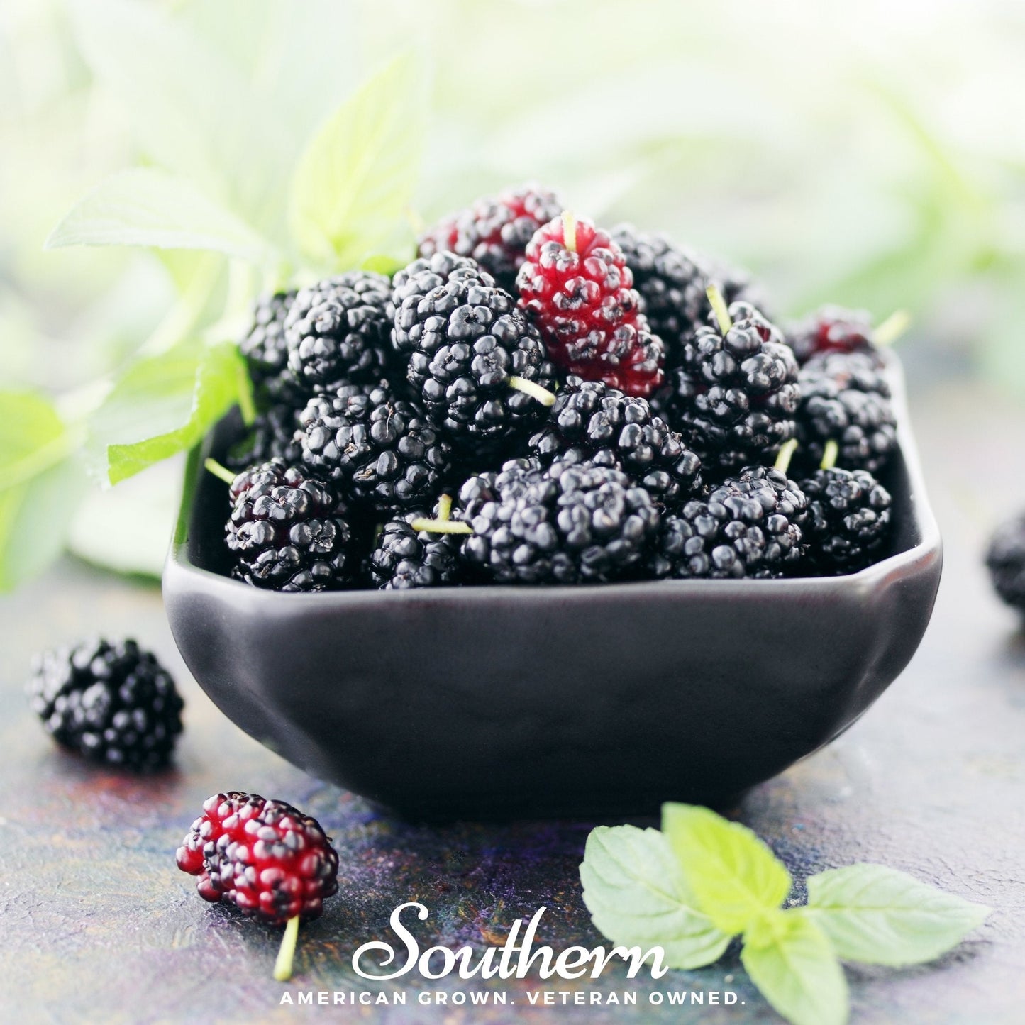 Black Mulberry – 50 Seeds