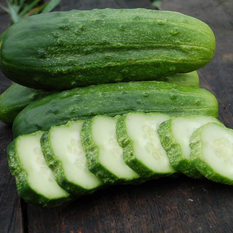 Cucumber Seeds (Organic) National Pickling