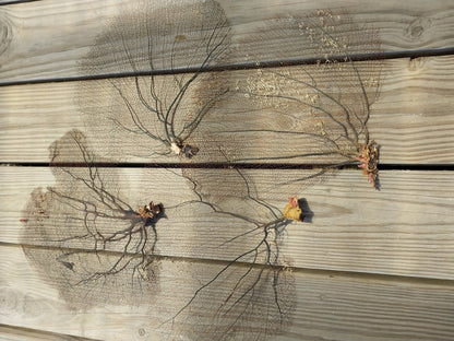 Natural Black Sea Fan Coral Bahama/ Caribbean Gorgonia