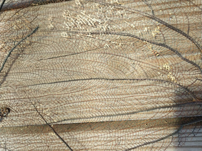 Natural Black Sea Fan Coral Bahama/ Caribbean Gorgonia