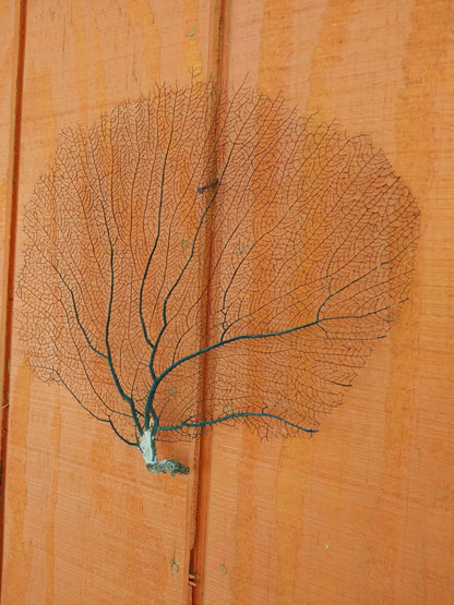 Natural Black Sea Fan Coral Bahama/ Caribbean Gorgonia