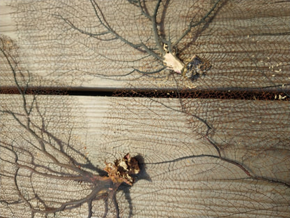 Natural Black Sea Fan Coral Bahama/ Caribbean Gorgonia