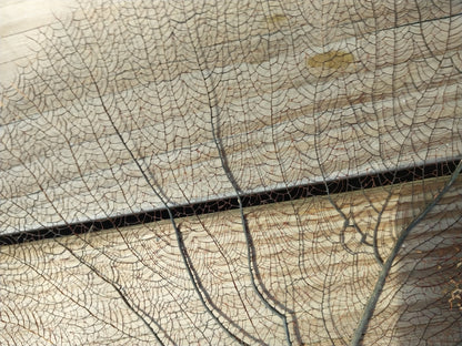 Natural Black Sea Fan Coral Bahama/ Caribbean Gorgonia