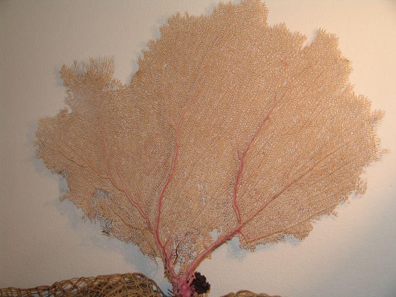 Natural Dried Bahama Sea Fan Coral Coastal Home Decor Floral Arrangement Mermaid Crown Craft Supplies Coastal Home Decor Small Medium Large
