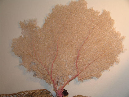 Natural Dried Bahama Sea Fan Coral Coastal Home Decor Floral Arrangement Mermaid Crown Craft Supplies Coastal Home Decor Small Medium Large