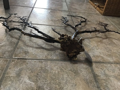 Natural Dried Black Sea Fan Coral- 29.5"