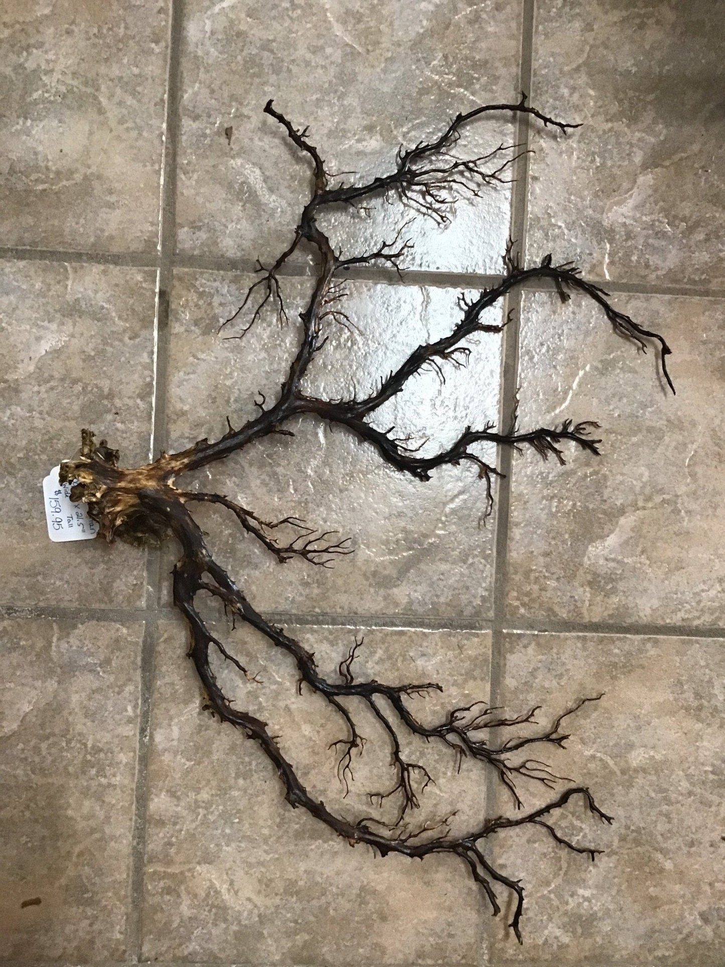 Natural Dried Black Sea Fan Coral- 29.5"
