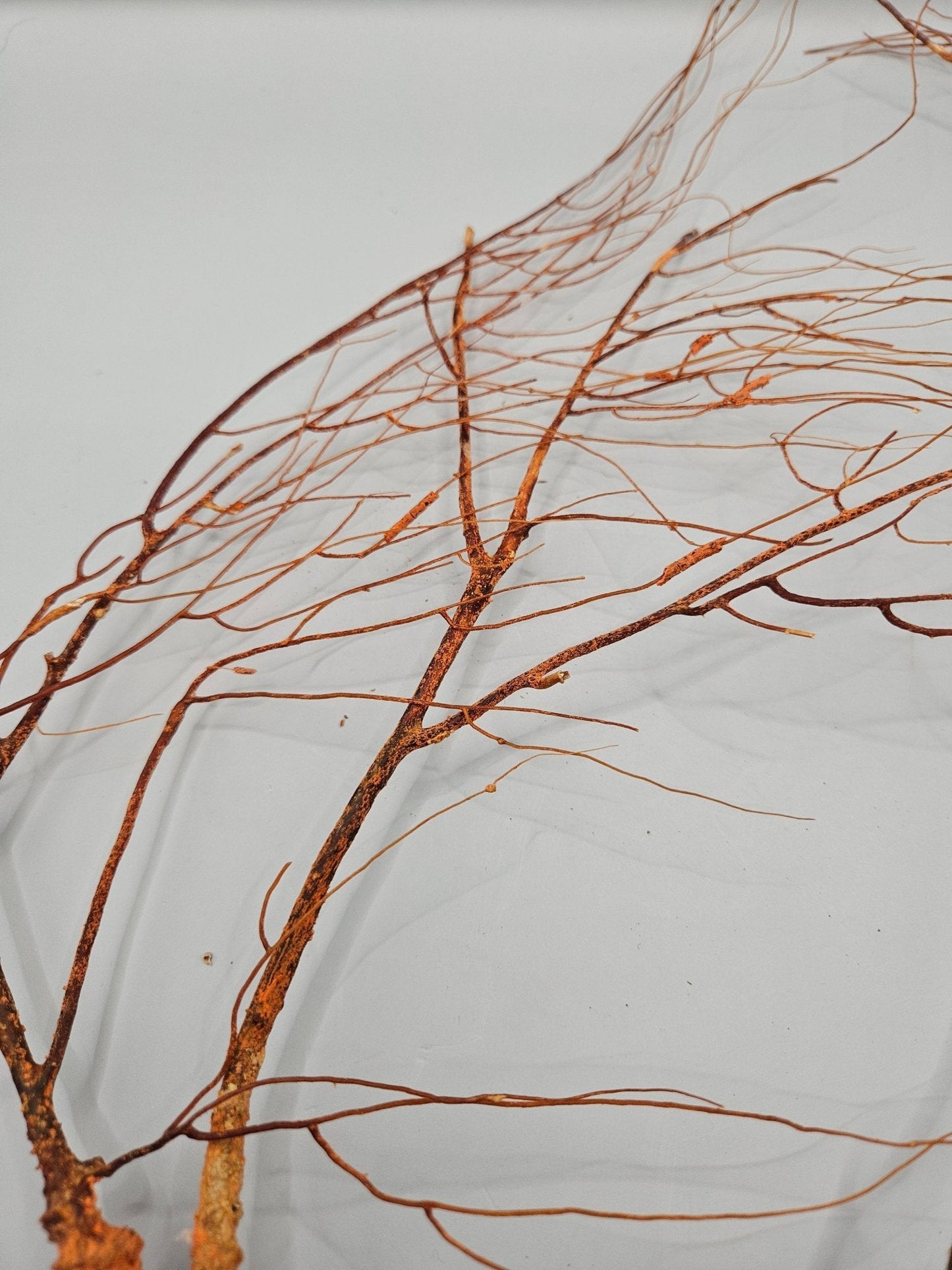 Natural Sea Fan Coral – 16"x8.5" Coastal Wall Art