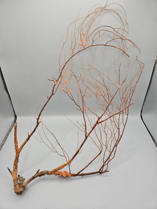 Natural Sea Fan Coral – 16"x8.5" Coastal Wall Art