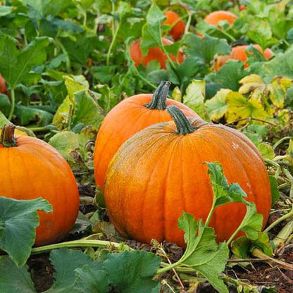 Pumpkin Seeds for Planting – Heirloom, Non-GMO Vegetable Garden Seeds for High Yield and Fast Germination