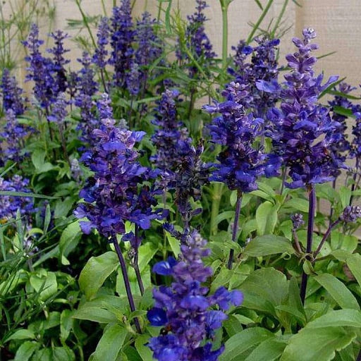 Royal Blue Salvia Flower Seeds for Planting – Heirloom & Non-GMO Pollinator-Friendly Garden Blooms