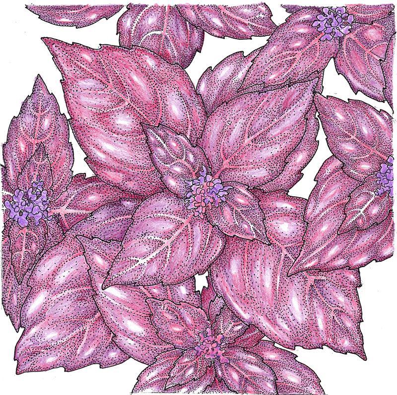 Basil Seeds, Dark Purple Opal  (Organic)
