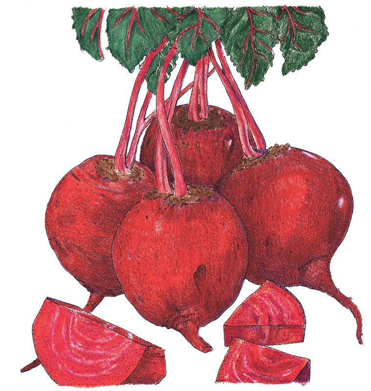 Beet Seeds, Detroit Dark Red Beets (Organic)