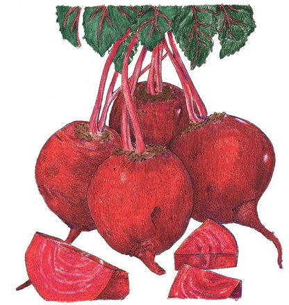 Beet Seeds, Detroit Dark Red Beets (Organic)