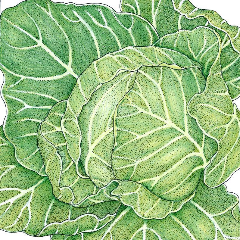 Cabbage, Golden Acre, Seeds (Organic)