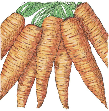 Carrot Seeds (Organic) Danvers