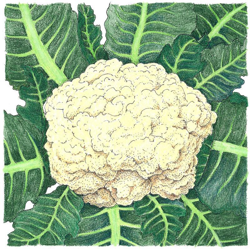 Cauliflower Seeds (Organic) Snowball