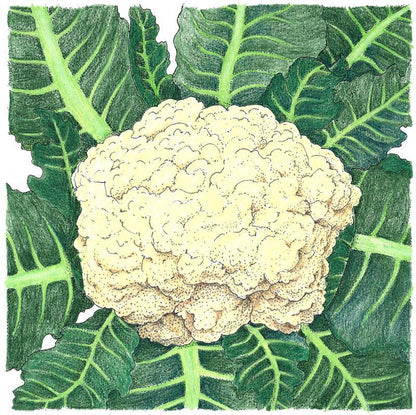 Cauliflower Seeds (Organic) Snowball