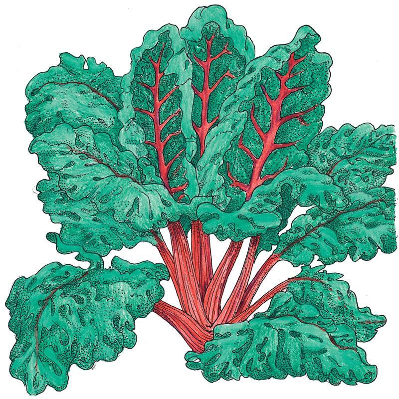 Chard Seeds, Red Ruby  (Organic)