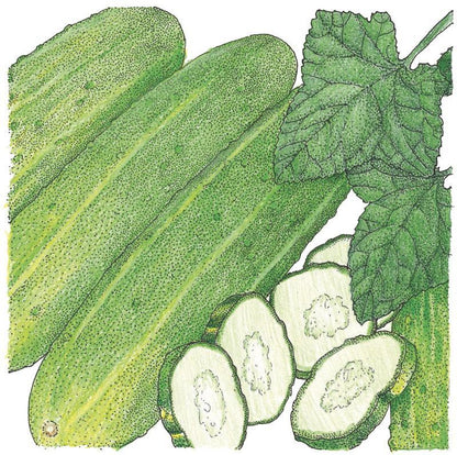 Cucumber Seeds (Organic) National Pickling
