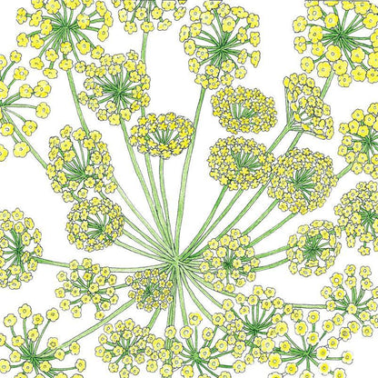 Dill Seeds (Organic) Mammoth
