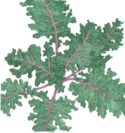 Kale Seeds, Red Russian  (Organic)