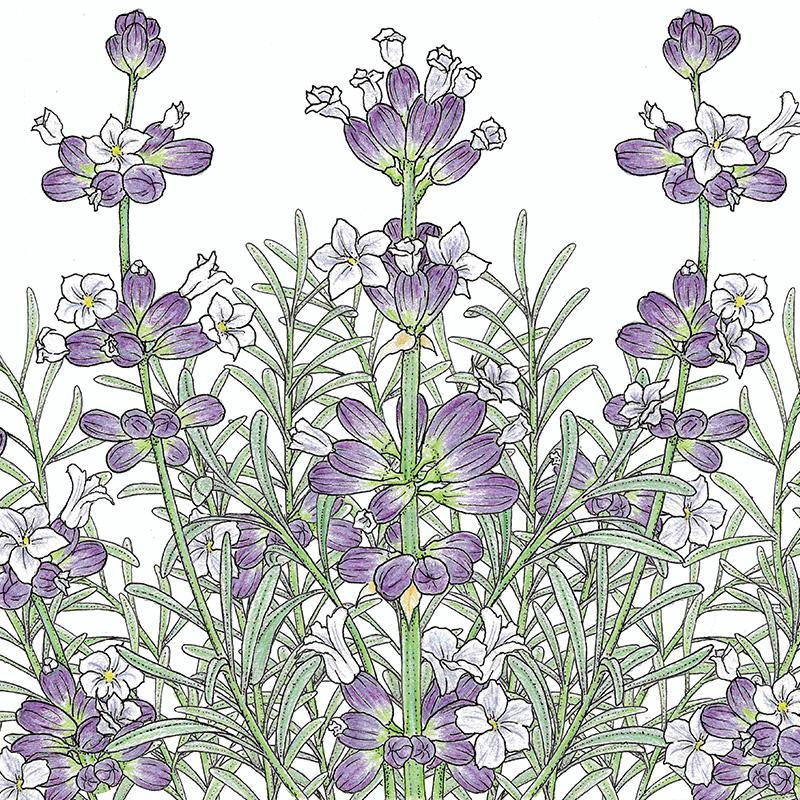 Lavender Seeds, English-Vera  (Organic)