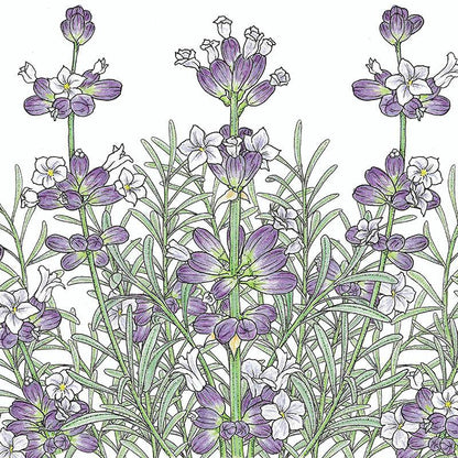 Lavender Seeds, English-Vera  (Organic)