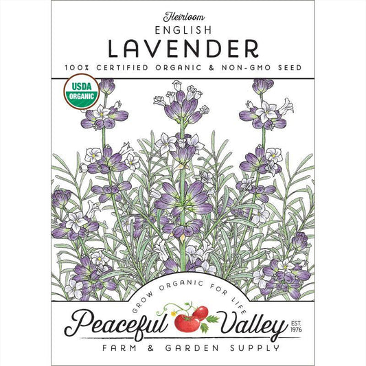 Lavender Seeds, English-Vera  (Organic)