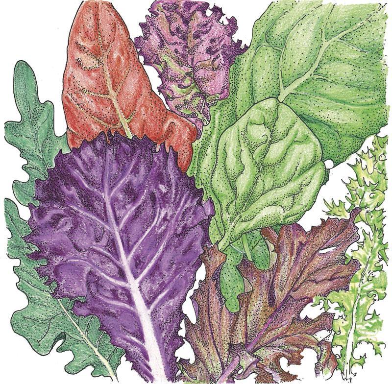 Lettuce Seeds, Gourmet Mix  (Organic)